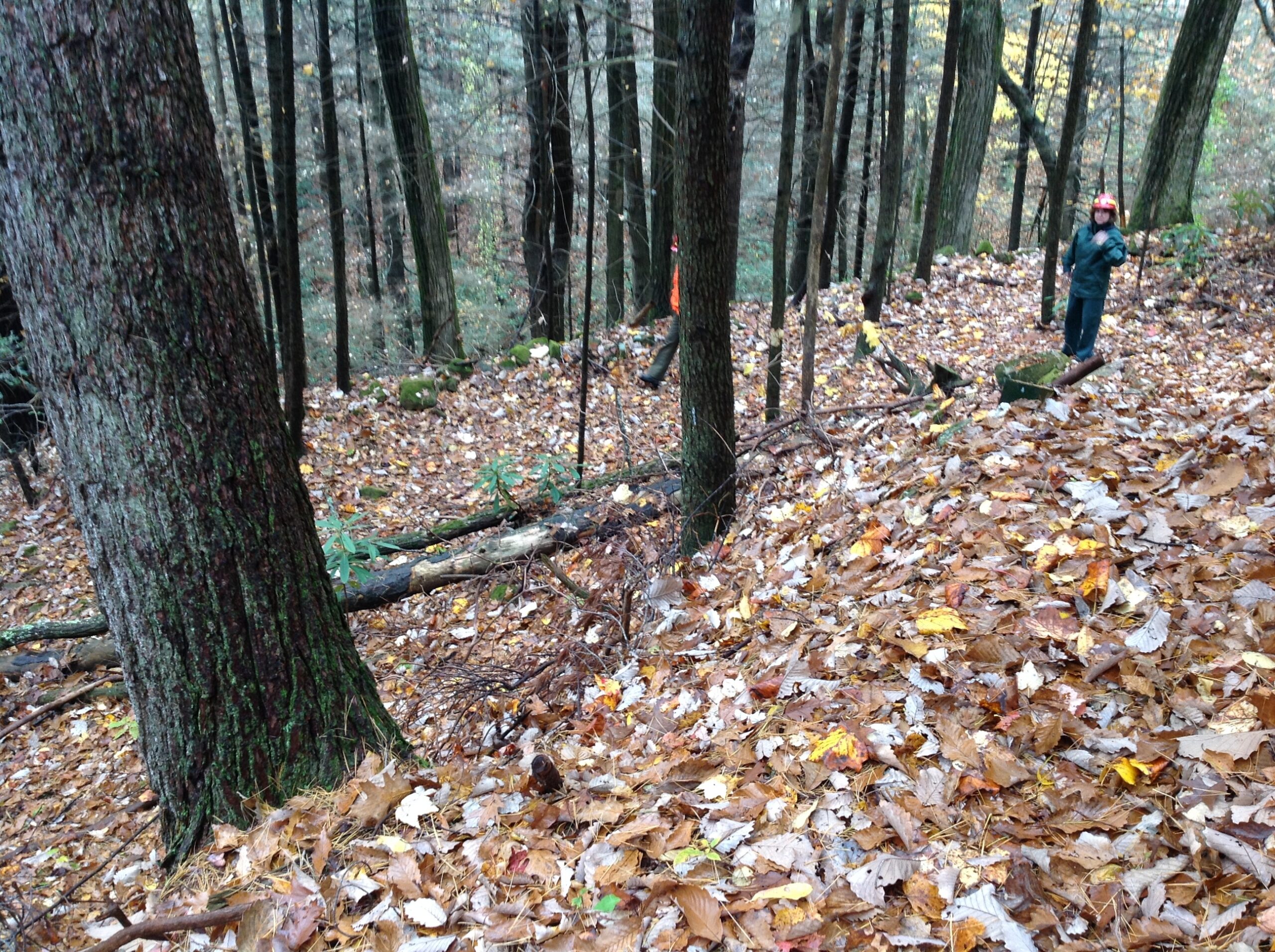 Walking For Health Canada 2026 — Ottawa'S $6-Million Bet That 1,000 Extra Steps A Day Can Save Lives 1 Walking for Health Canada 2026: hikers on an autumn forest trail, as Ottawa invests $6 million to get Canadians moving