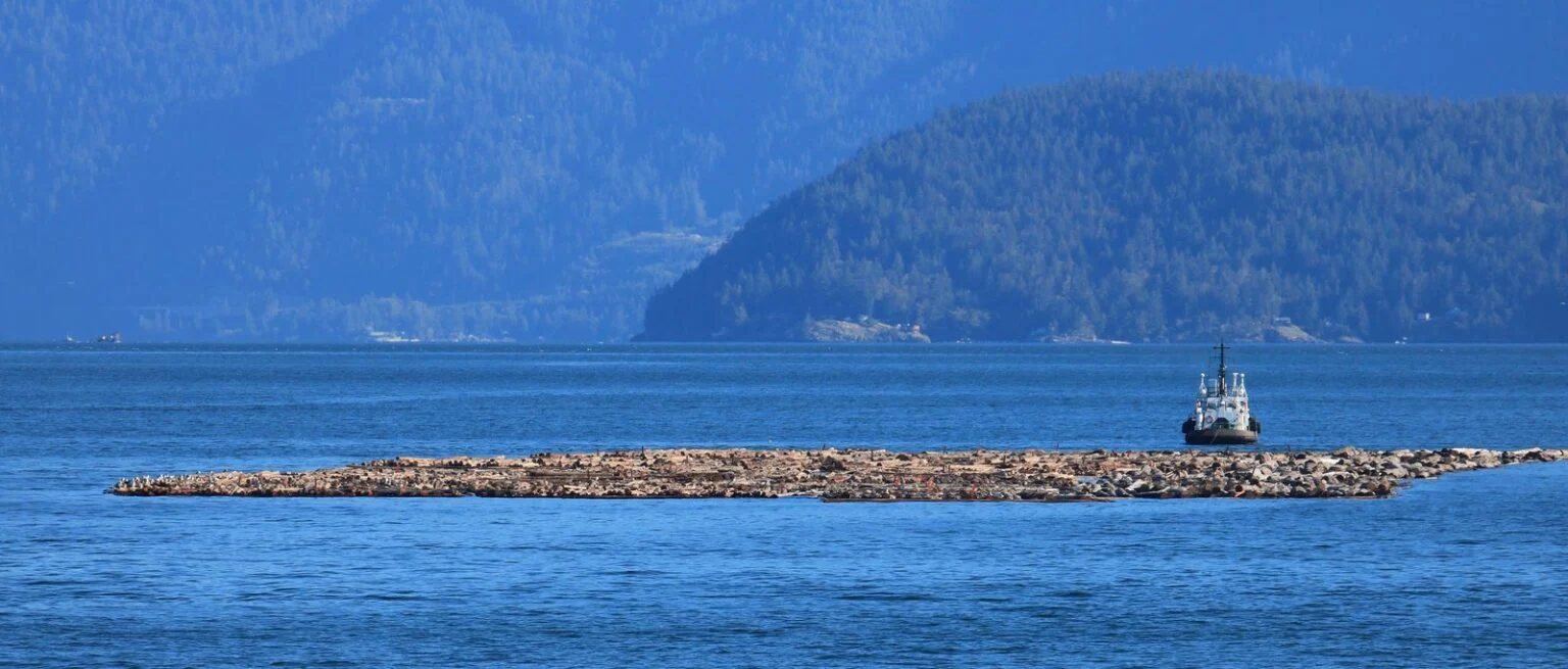 Bc Raw Log Export Ban 2026 — Municipalities Demand An End To Raw Log Exports Tug towing a massive log boom off the BC coast — the raw timber shipments at the heart of the BC Raw Log Export Ban debate