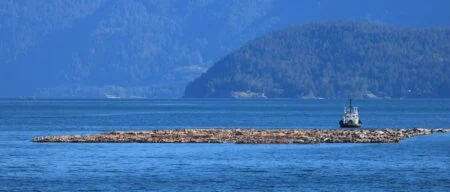 Bc Raw Log Export Ban 2026 — Municipalities Demand An End To Raw Log Exports Tug towing a massive log boom off the BC coast — the raw timber shipments at the heart of the BC Raw Log Export Ban debate