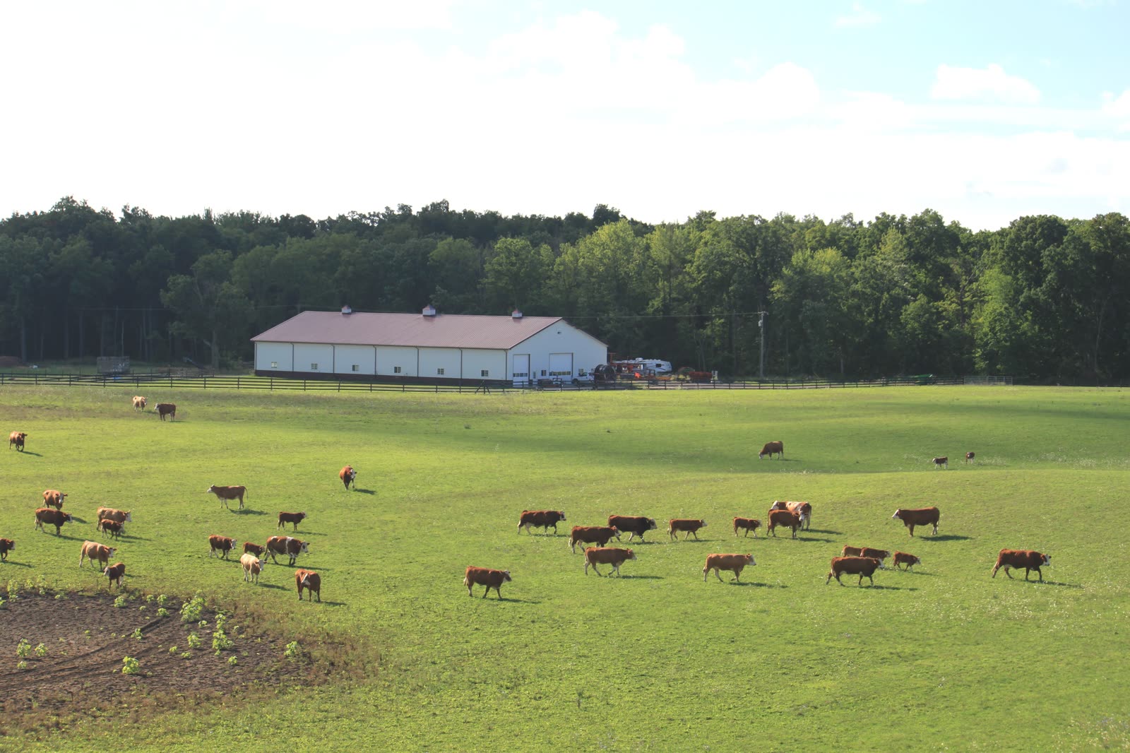 New Brunswick Biogas Plant Approved In Penobsquis — Dairy Manure And Fish Waste To Become Natural Gas 2 New Brunswick Biogas: Dairy cattle grazing in a green pasture with a barn in the background