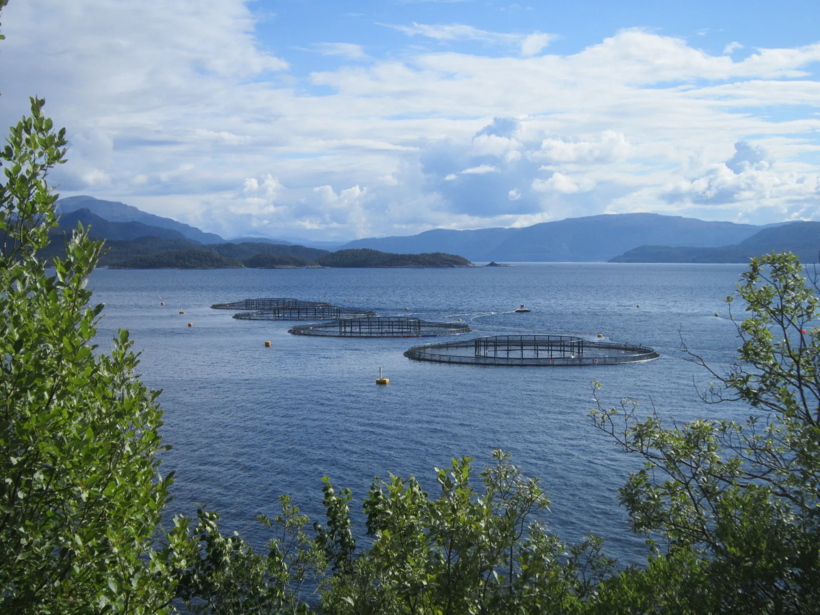 New Brunswick Biogas Plant Approved In Penobsquis — Dairy Manure And Fish Waste To Become Natural Gas 3 New Brunswick Biogas: Circular salmon aquaculture pens floating in a fjord