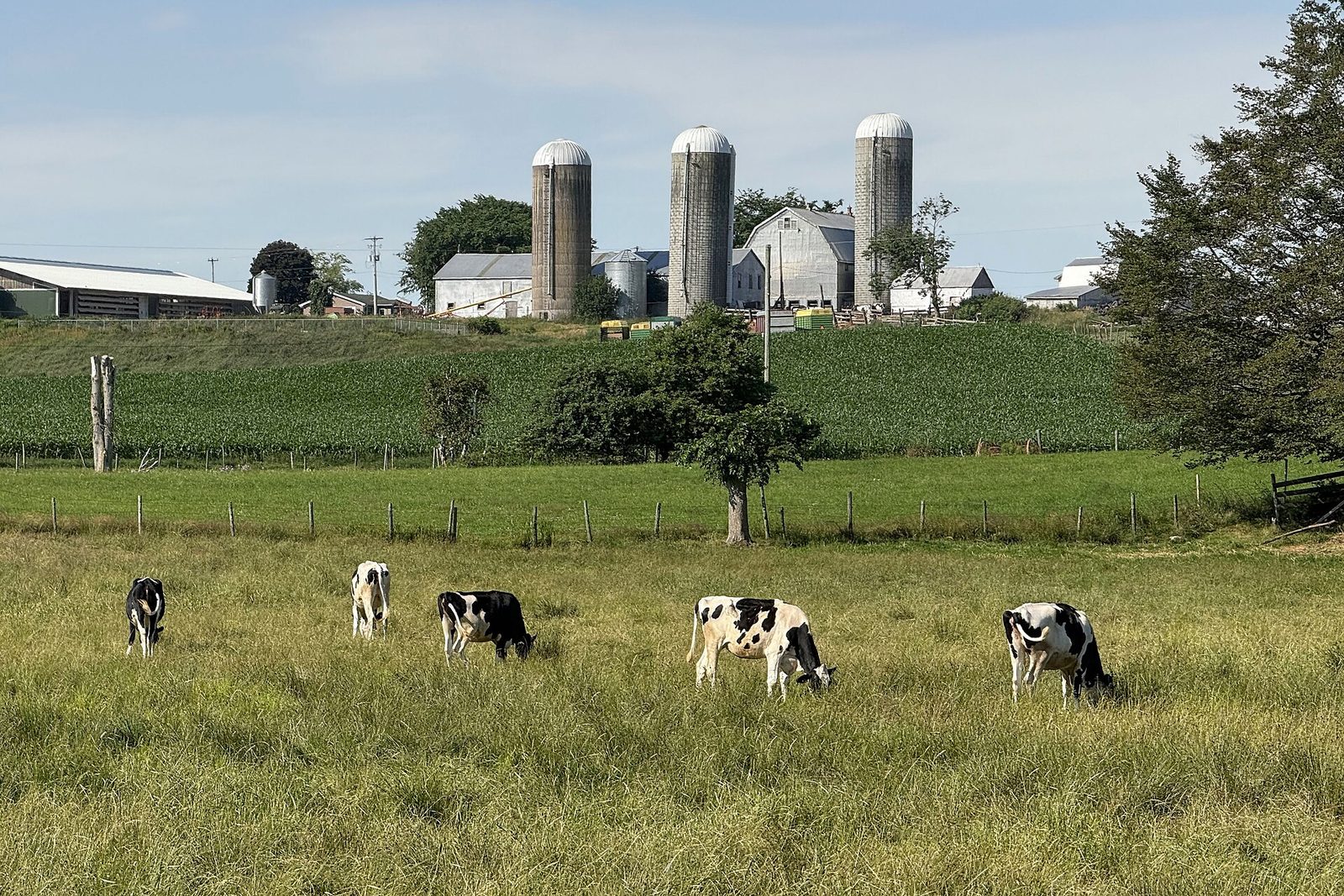 Pictou County Teacher Charged — Alleged Assaults At Dr. W.a. Macleod Consolidated School 1 Dairy farm in Pictou County, Nova Scotia