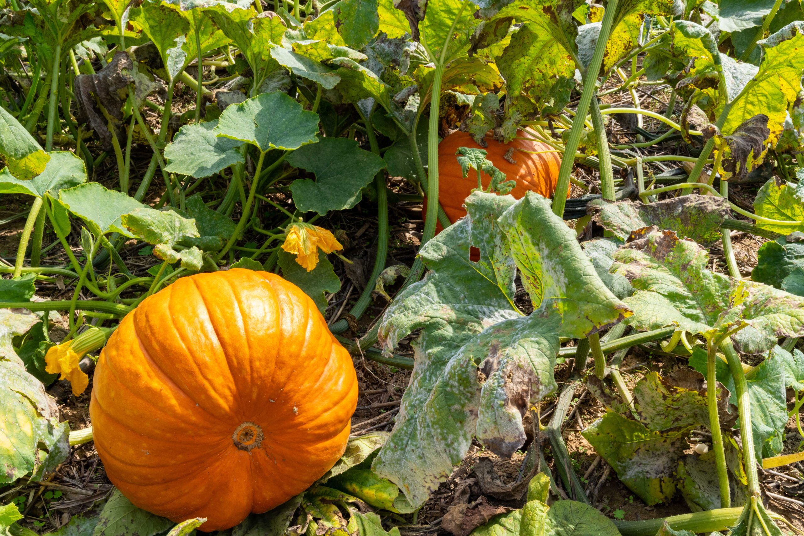 Canadian Thanksgiving 2026 — October 12 Date, Winnipeg Open-And-Closed Guide And Travel Tips 3 Pumpkins growing in a farm field ahead of the Thanksgiving harvest