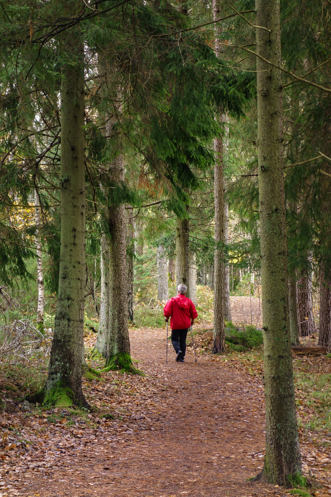 Walking For Health Canada 2026 — Ottawa'S $6-Million Bet That 1,000 Extra Steps A Day Can Save Lives 2 A woman Nordic walking with trekking poles on an autumn trail, an easy way to add steps toward better health