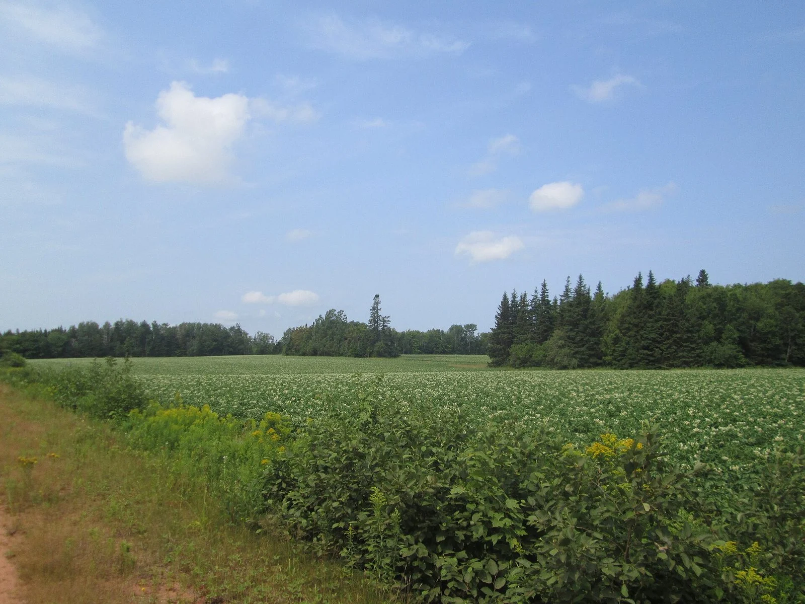 Macdonald Tours Pei Potato Farms 2026 — Minister Spotlights $750M Food-Security Push 1 PEI potato field with red Island soil — stops on MacDonald Tours PEI Potato Farms included St. Catherine's and Chepstow