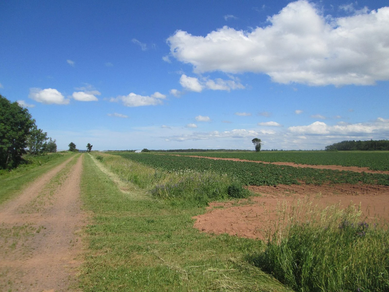 Macdonald Tours Pei Potato Farms 2026 — Minister Spotlights $750M Food-Security Push 2 Potato fields along the Confederation Trail in Freetown, PEI, like those visited during MacDonald Tours PEI Potato Farms