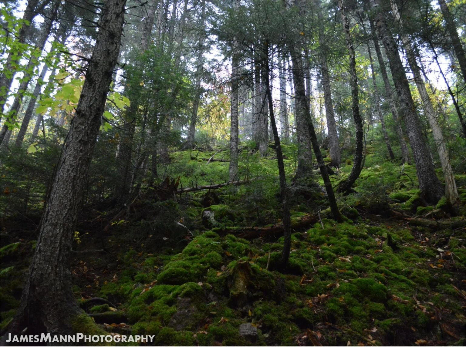 N.b. Digital Forestry Centre 2026 — Ottawa Pledges Up To $50M For A ‘Digital Twin’ Of New Brunswick’S Forests Digital Forestry Centre concept: lush forest in Fundy National Park, New Brunswick — the province's forests Ottawa wants to digitize