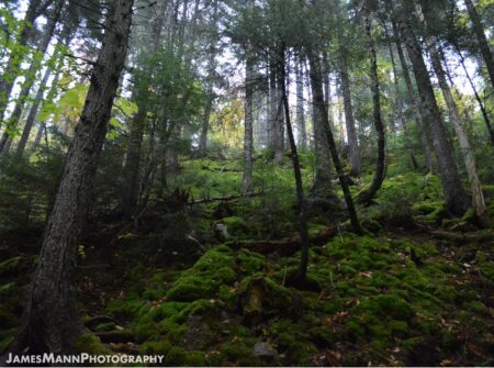 N.b. Digital Forestry Centre 2026 — Ottawa Pledges Up To $50M For A ‘Digital Twin’ Of New Brunswick’S Forests Digital Forestry Centre concept: lush forest in Fundy National Park, New Brunswick — the province's forests Ottawa wants to digitize