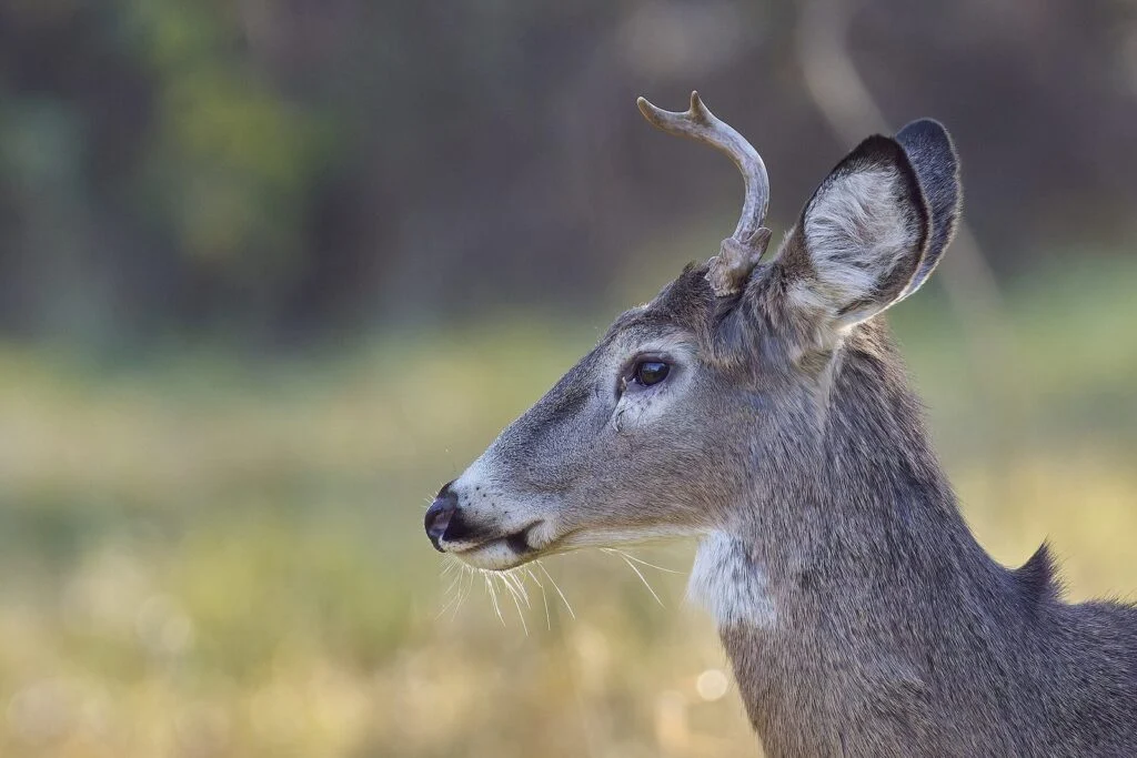 Cwd Testing Saskatchewan 2026: Hunters Win As Province Restores Disease Surveillance White-tailed deer buck in profile, featured image for the CWD testing Saskatchewan story