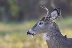 Cwd Testing Saskatchewan 2026: Hunters Win As Province Restores Disease Surveillance White-tailed deer buck in profile, featured image for the CWD testing Saskatchewan story