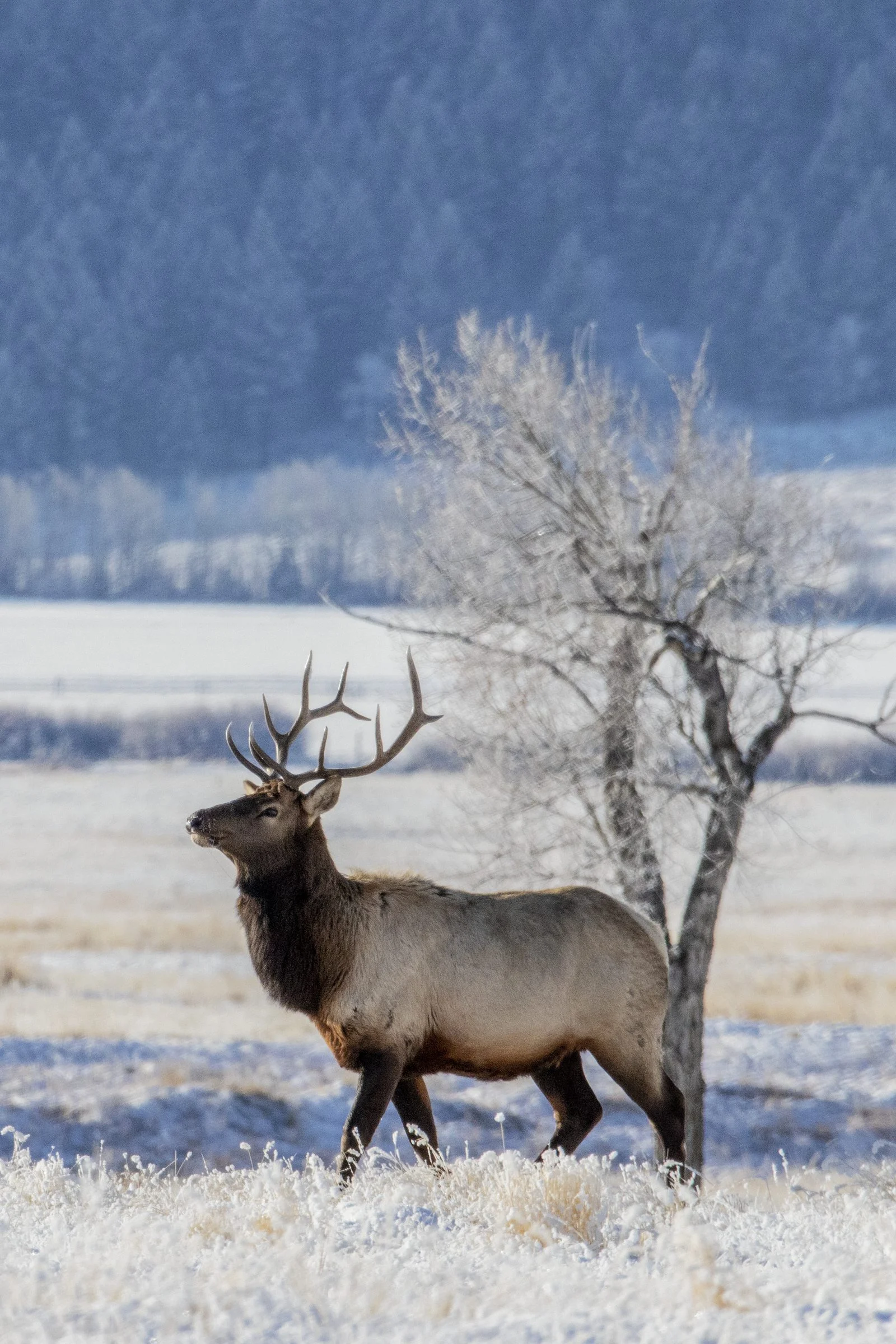 Cwd Testing Saskatchewan 2026: Hunters Win As Province Restores Disease Surveillance 1 Bull elk in a snow-covered Saskatchewan field, one of the species monitored under CWD testing Saskatchewan surveillance