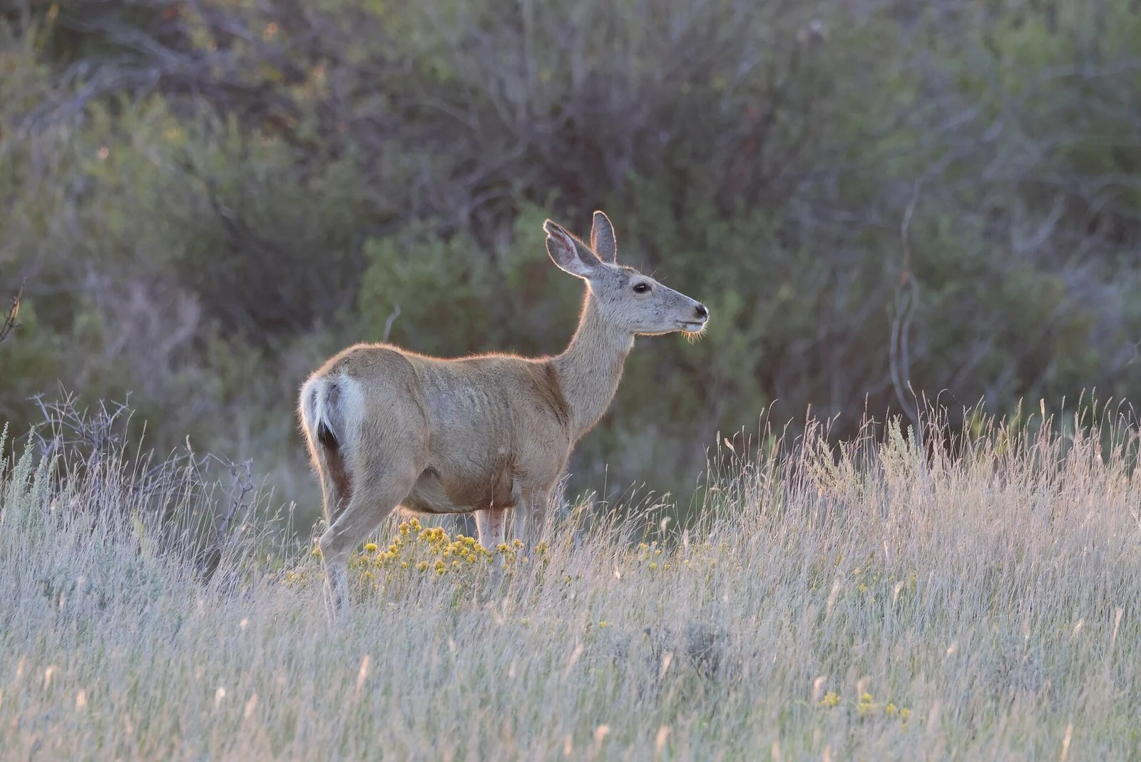 Cwd Testing Saskatchewan 2026: Hunters Win As Province Restores Disease Surveillance 3 A mule deer doe standing in tall prairie grass, representative of wildlife tracked by CWD testing Saskatchewan