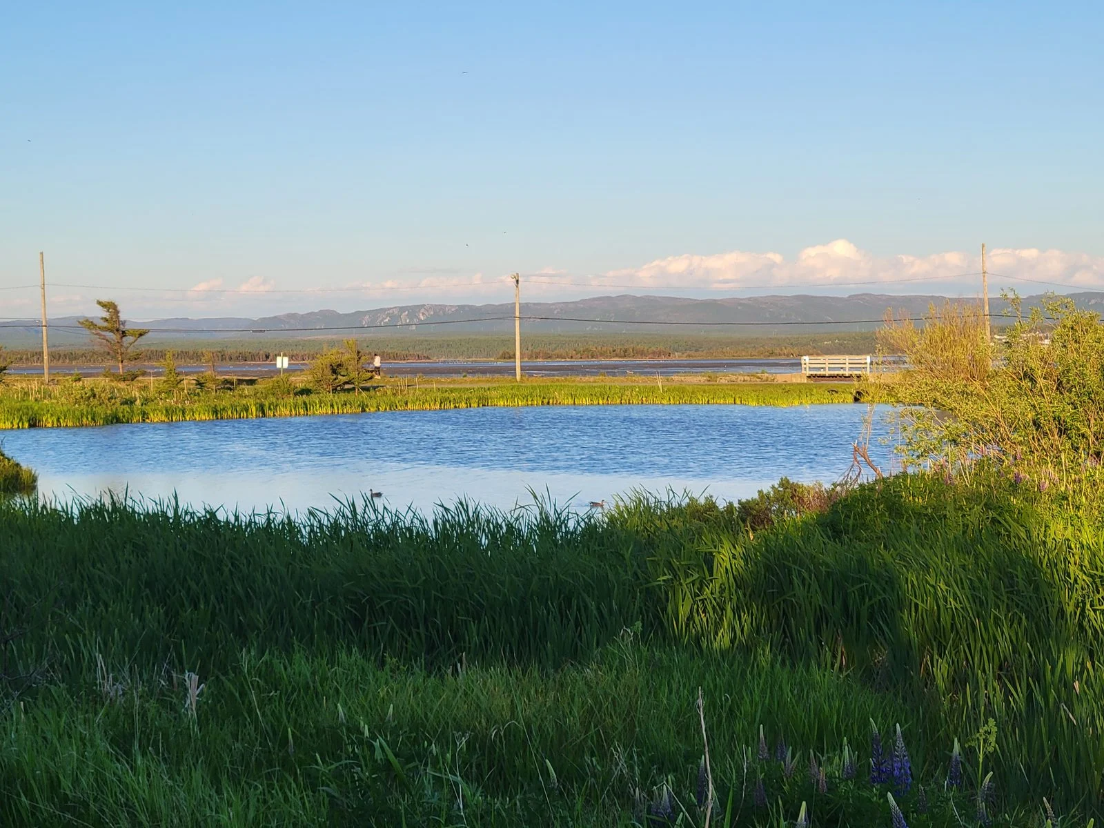 Stephenville Crossing Demolition 2026 — N.l. Axes Contaminated Building, Redevelopment Abandoned 2 The Stephenville Crossing Wetlands, known as The Prairie, in the town's Memorial Garden